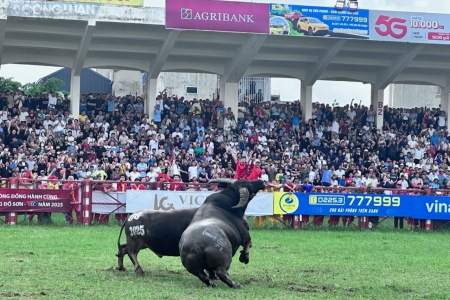 Lễ hội chọi trâu Đồ Sơn khôi phục Vòng đấu loại theo mô hình truyền thống vào ngày 8/6 âm lịch