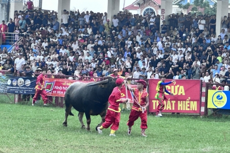Hàng nghìn người dân đội mưa xem Chọi Trâu Đồ Sơn - VTV 2025