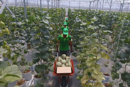 Sớm thành lập Khu Nông nghiệp ứng dụng công nghệ cao TP.HCM