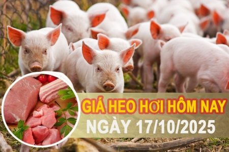 Giá heo hơi hôm nay 17/10: Ổn định, giao dịch trầm lắng trên cả nước
