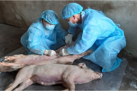 Thái Nguyên: Nguy cơ dịch tả lợn châu Phi tái bùng phát sau bão là rất cao