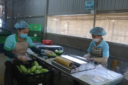 Tây Ninh phát triển mô hình hợp tác xã kiểu mới, ứng dụng công nghệ cao