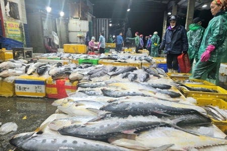 Khai thác thủy sản Quảng Trị duy trì ổn định, sản lượng gần 95.000 tấn