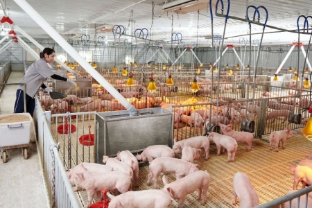 Giá heo hơi hôm nay 22/10: Miền Bắc ổn định, miền Nam tăng nhẹ