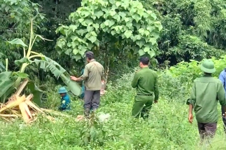 Lâm Đồng: Cảnh báo voi rừng tấn công người dân địa phương