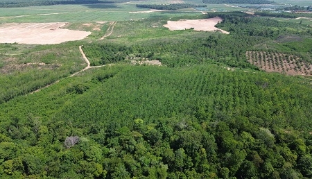 Gia Lai rà soát toàn diện dự án chuyển đổi 50.000 ha rừng nghèo sang trồng cao su