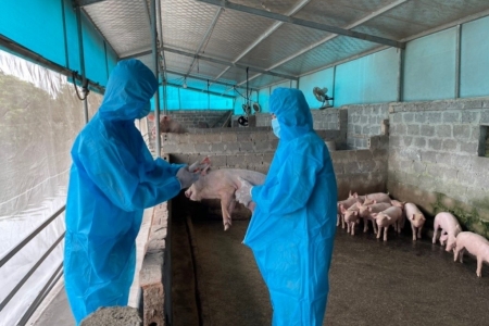 Tăng cường an toàn sinh học, ứng phó dịch tả lợn châu Phi