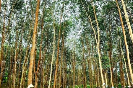 Giá cao su hôm nay 25/10: Thị trường biến động trái chiều