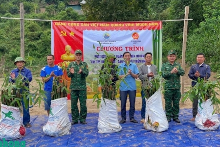 Nghệ An nhân rộng mô hình trồng tre gắn với bảo vệ biên giới và phát triển kinh tế