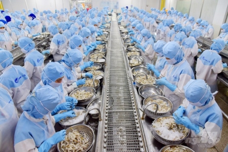 Xuất khẩu tôm 9 tháng đạt hơn 3,4 tỷ USD, tăng 22% so với cùng kỳ năm 2024