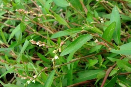 Loại cây Việt cay đến khó tin, chịu nắng giỏi và mang lại nhiều lợi ích sức khỏe bất ngờ