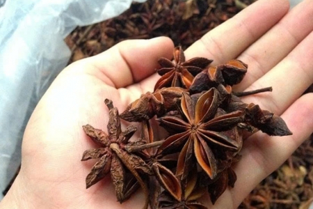 Loại hoa Việt Nam xuất khẩu hàng chục nghìn tấn mỗi năm, thu về hơn 45 triệu USD