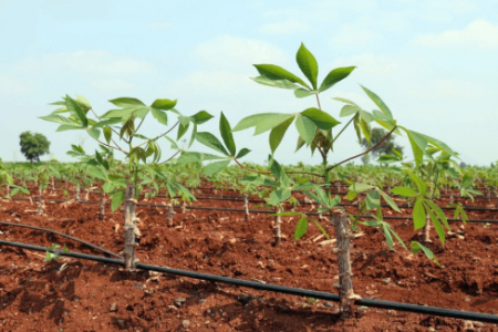 Giá giảm mạnh, Trung Quốc đẩy mua; Việt Nam xuất gần 1 tỷ USD, tranh ngôi đầu với Thái Lan