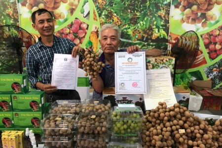 Hưng Yên phát triển vùng cây ăn quả chất lượng cao theo hướng VietGAP, hữu cơ