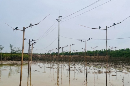 Tăng cường kiểm tra, xử lý hành vi bẫy bắt chim hoang dã tại xã Giai Lạc