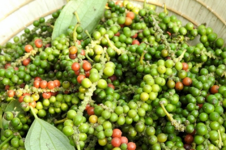 Giá tiêu hôm nay 29/10: Cao nhất 145.000 đồng/kg