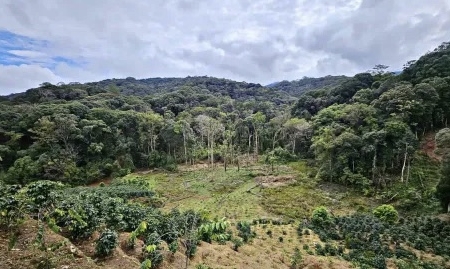 Lâm Đồng có khoảng 137.000 ha đất lâm nghiệp đang bị lấn chiếm