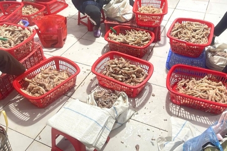 Lạng Sơn: Phát hiện hơn 3,5 tấn chân gà chế biến không rõ nguồn gốc