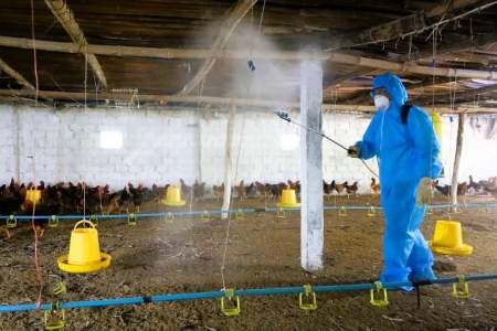 Lào Cai tăng cường các biện pháp phòng, chống bệnh cúm gia cầm