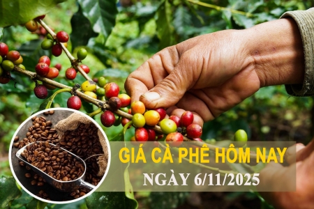 Giá cà phê hôm nay 6/11: Trong nước giảm nhẹ, thế giới biến động trái chiều