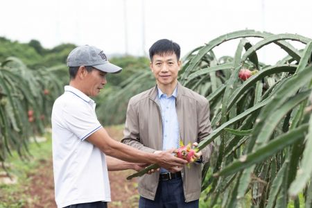 Hội thảo đánh giá giải pháp phòng trừ sâu bệnh trên cây thanh long
