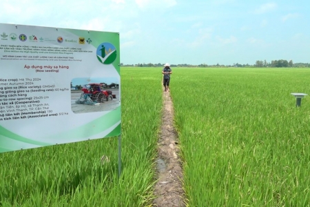 Cần Thơ đẩy mạnh mô hình lúa chất lượng cao, phát thải thấp, hướng tới nền nông nghiệp xanh