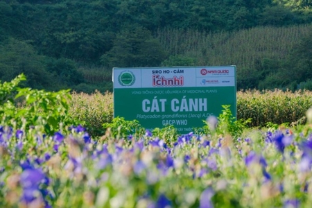 Mùa thu hoạch cát cánh ở Lùng Phình: Chất lượng của sản phẩm Ích Nhi bắt đầu từ vùng trồng đạt chuẩn GACP-WHO
