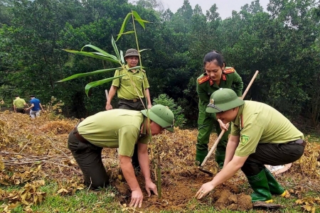 Lào Cai: Công tác quản lý, bảo vệ và phát triển rừng đạt nhiều kết quả tích cực