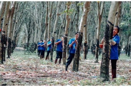 Tây Ninh thực hiện đồng bộ nhiều giải pháp đáp ứng quy định EUDR của EU