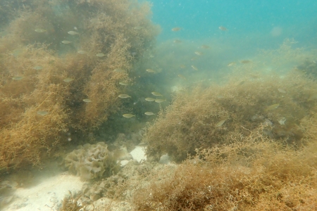 Thành lập Khu bảo tồn biển Cô Tô - Đảo Trần