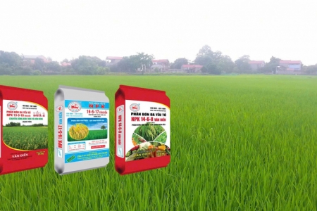 Vụ đông: Thời điểm vàng để cải tạo đất với phân lân Văn Điển