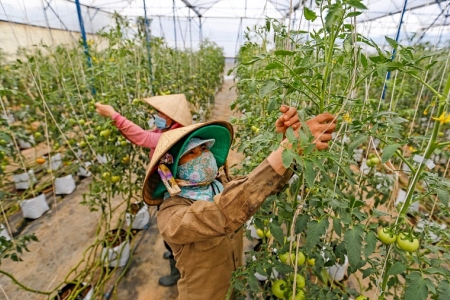 Kinh tế tập thể, hợp tác xã và doanh nghiệp đã có bước phát triển lớn mạnh