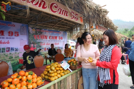 Lễ hội cam Vân Đồn sẽ diễn ra vào ngày 13-14/12/2025