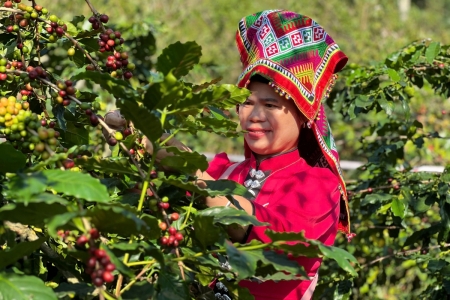 Sơn La: Xã Chiềng Đen bứt phá nhờ chuỗi giá trị cà phê