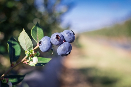 Việt quất Australia và bưởi Việt Nam mở rộng “đường đôi” trong thương mại nông sản