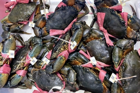 Cà Mau triển khai vùng nuôi cua biển 50.000 ha, hướng mạnh vào xuất khẩu chính ngạch