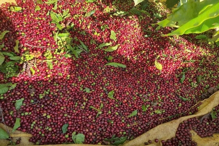 Xuất khẩu cà phê Việt Nam tăng trưởng trong năm 2025