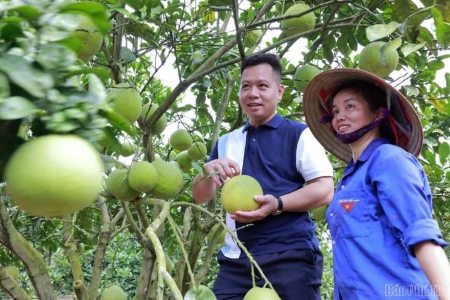 Phú Thọ hướng tới nền nông nghiệp sinh thái, tuần hoàn và phát triển bền vững