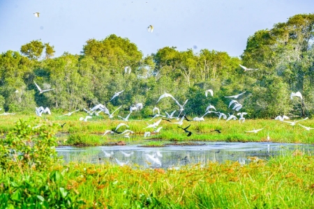 Đồng Tháp Bảo tồn đa dạng sinh học, bảo vệ loài hoang dã trong tự nhiên