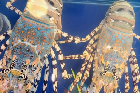 Tôm hùm bông khan hiếm, giá tăng mạnh