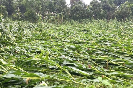 Hà Tĩnh hỗ trợ hơn 16 tỷ đồng mua giống ngô cho người dân vùng thiên tai