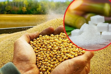 Áp lực dư cung đè nặng, giá đường và đậu tương trượt dài