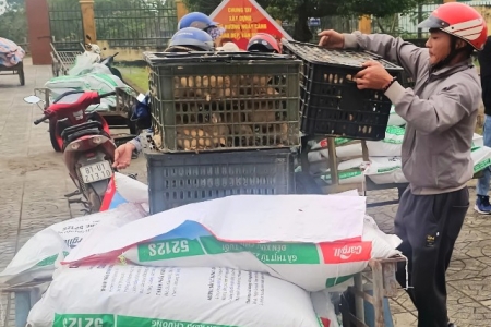 Quảng Trị: Trao hơn 3.200 con gà giống giúp người dân Lệ Ninh phát triển kinh tế