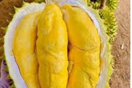 Giá sầu riêng ngày 22/12: Sầu Thái bật tăng lên mức 105.000 đồng/kg