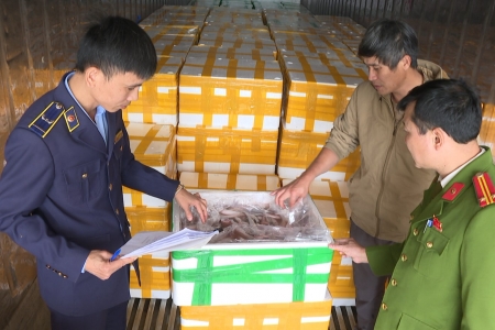 Phát hiện, thu giữ hơn 10 tấn cá khoai chứa chất cấm