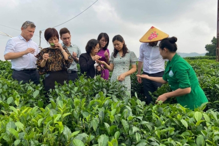 Thái Nguyên: Một thương hiệu trà Tân Cương nổi tiếng gắn với du lịch trải nghiệm