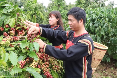 Đánh thức giá trị di sản “Tri thức trồng và chế biến cà-phê Đắk Lắk” trong phát triển bền vững