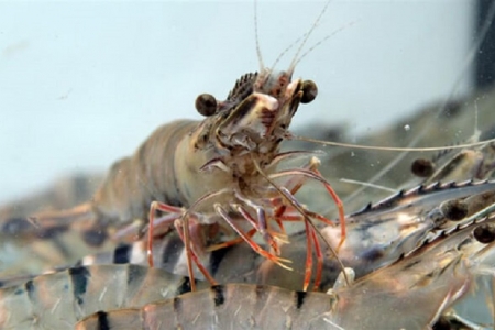 Festival tôm Cà Mau 2026: Từ sự kiện xúc tiến đến chiến lược nâng tầm thương hiệu tôm Việt