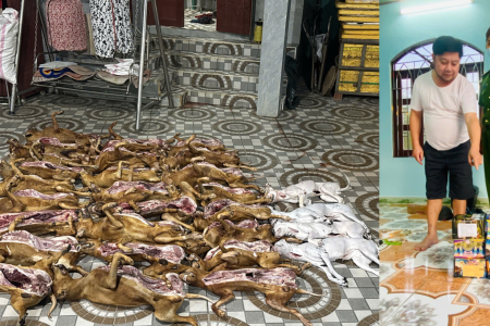 Đà Nẵng: Kiểm tra lò mổ tàng trữ thịt chó không rõ nguồn gốc, phát hiện hơn 10kg pháo nổ lậu