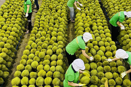 Ngành rau quả đặt mục tiêu kỷ lục 10 tỷ USD năm 2026